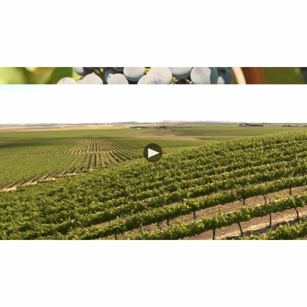 Liquid Light Rose 2021 - Image 3